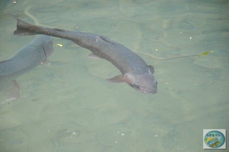 Fotos da pesca esportiva em Chaiten no Chile